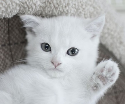 We're breaking the norm with our pet friendly homes Image