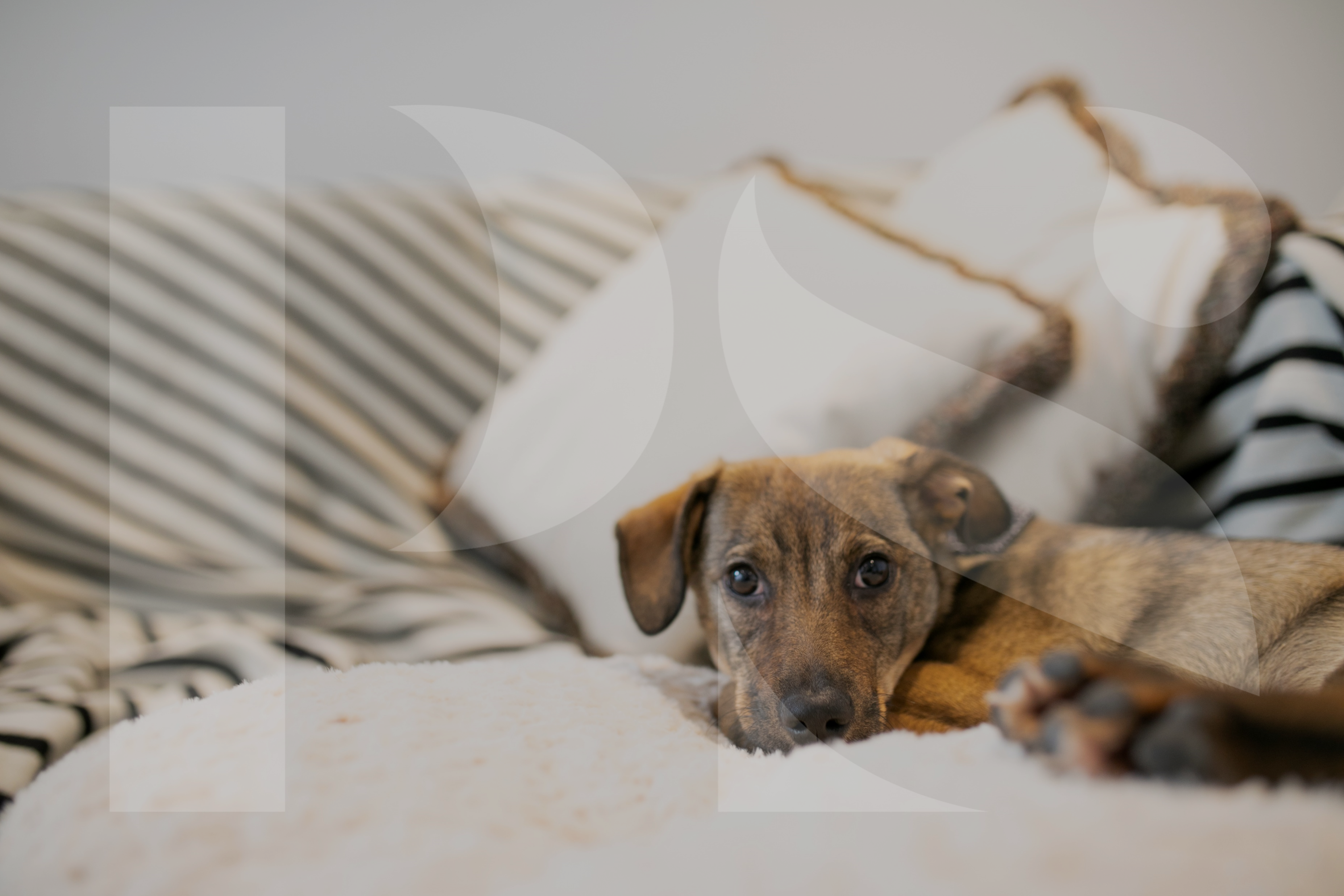 Floorplan - Studios.png